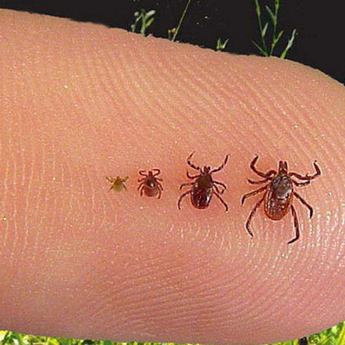 tick.jpg