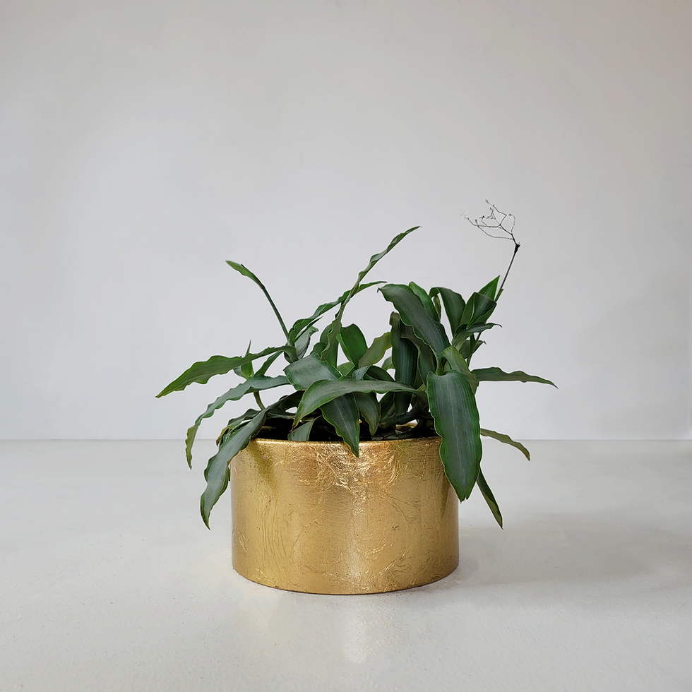 Thumbnail: Repurposed Planters