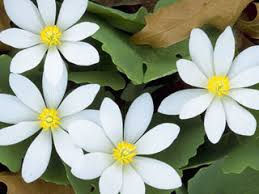 Sanguinaria