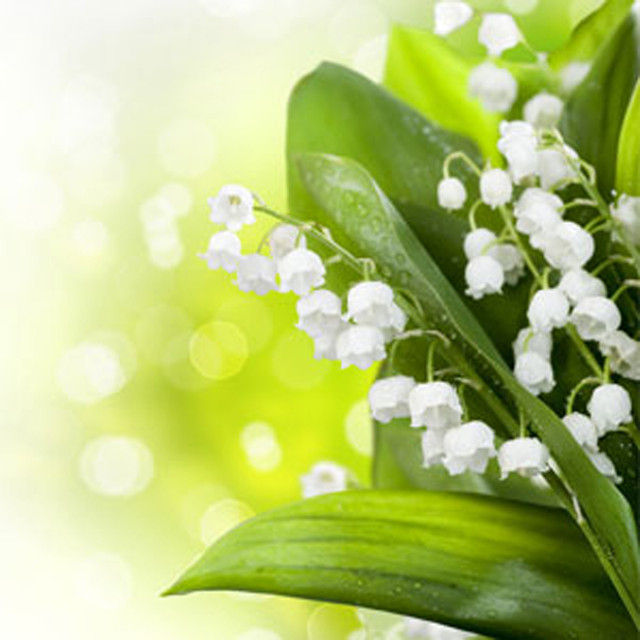 Thumbnail: Lily of the Valley
