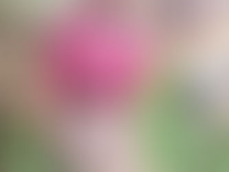 November 2020 Newsletter