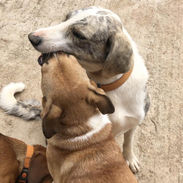 Bella getting kisses