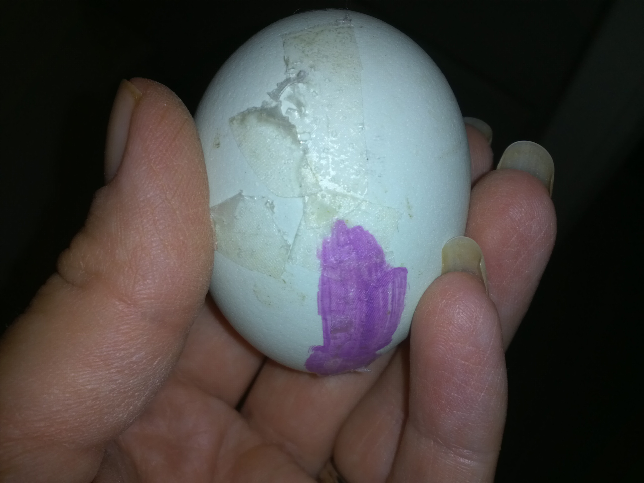 Mealworm eggs hatching