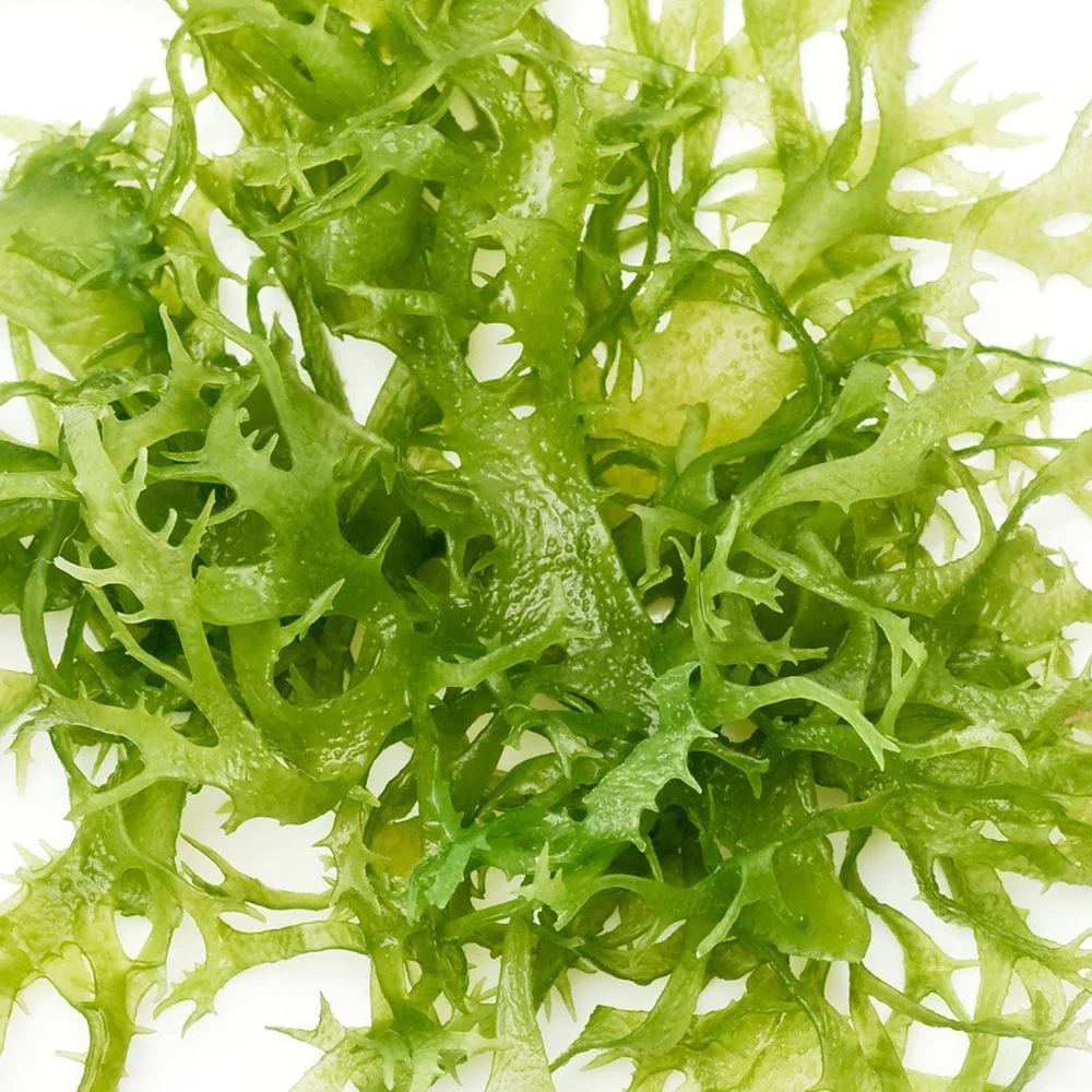 kadalys-ingredients_0023_chlorella_vulgaris-495631.jpg.webp