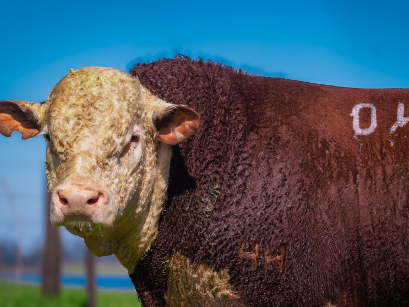 Remates oficiais da ABHB apontam crescimento médio de 115% nas fêmeas Hereford em 2025
