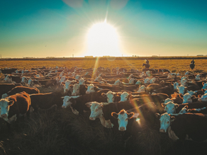 ABHB defende criação de banco genético como medida preventiva para a pecuária gaúcha