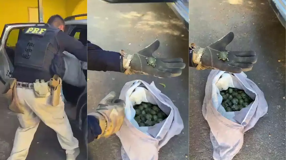 Mais de 600 tartarugas tigre-d’água são apreendidas em carro no Rio Grande do Sul