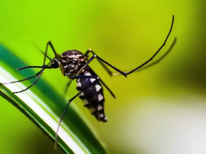 Confirmada a primeira morte por dengue em 2026 no Rio Grande do Sul