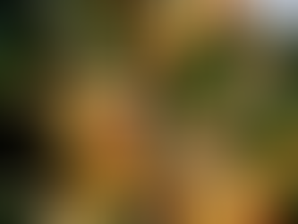 Jardin Réunion vous souhaite une excellente année 2026 !