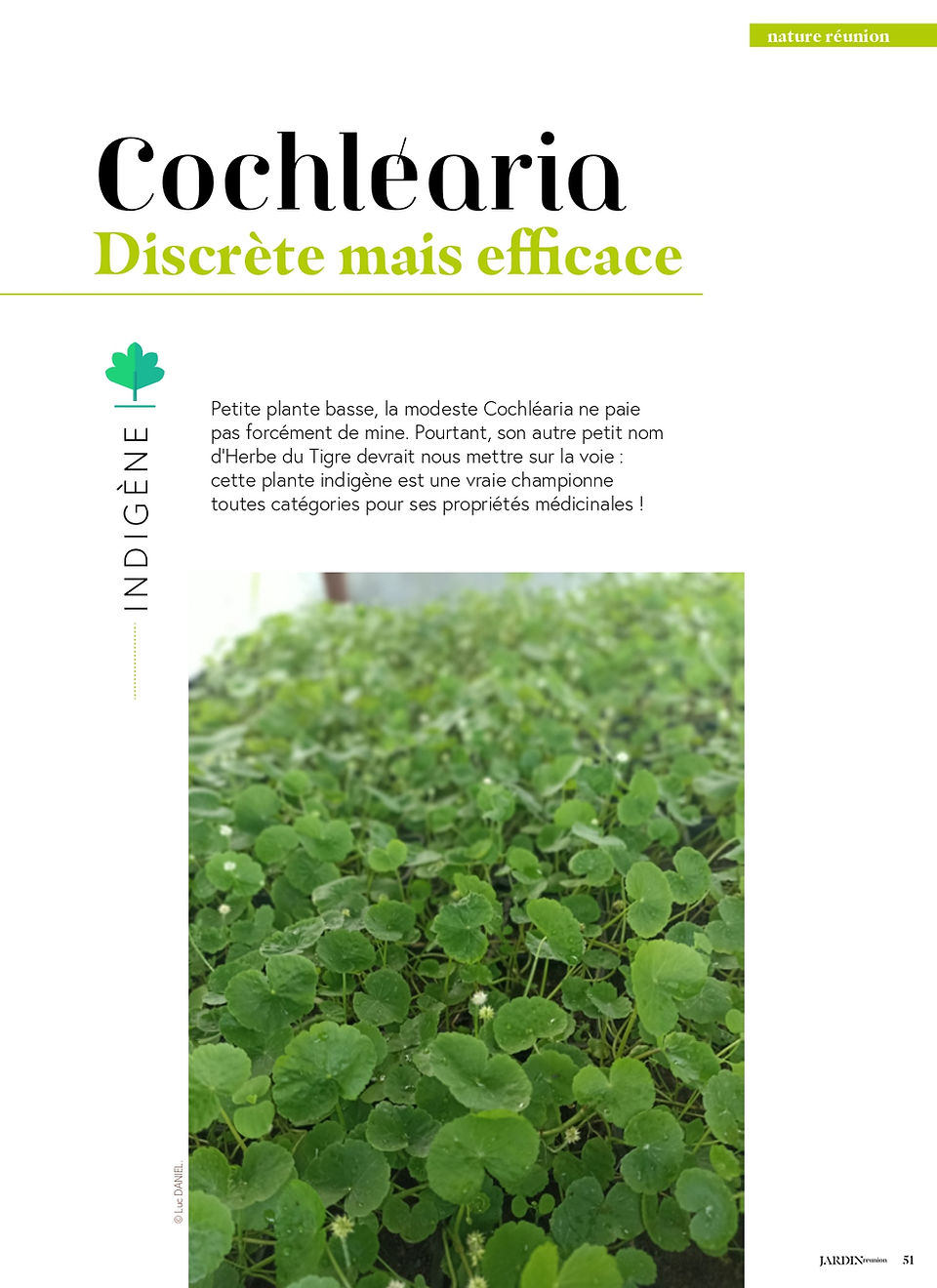 Cochléaria , plante médicinale à La Réunion