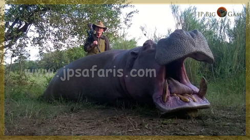 tom hippo 1 of 1-4179.jpeg