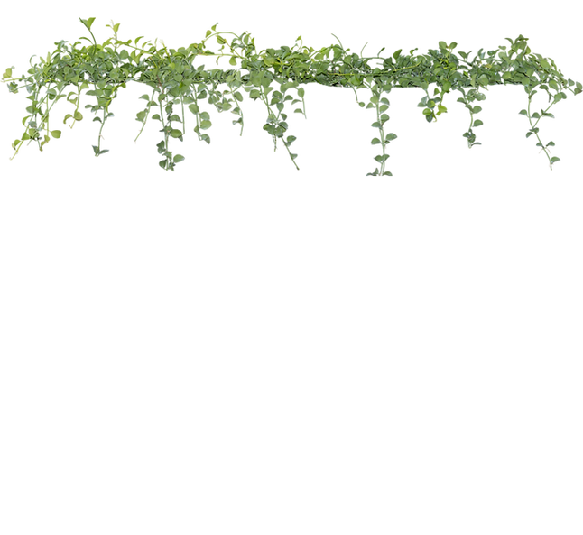 Brisbane Plants and Landscaping Vines