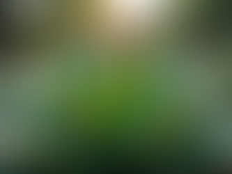 Top Choices for Your Brisbane Yard: A Guide to Climate-Suitable and Drought-Tolerant Plants