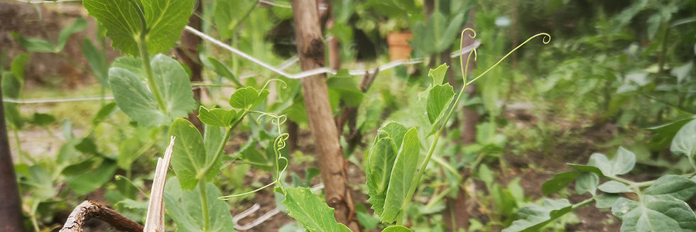 Pea shoots giving eachother a helping hand