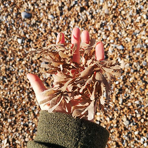 Seaweed in Hand.jpg