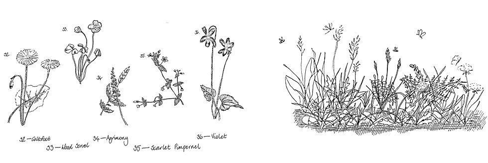Hand drawn botantical plants - isolated and classified flowers compared to abundant and interconnected ecosystem