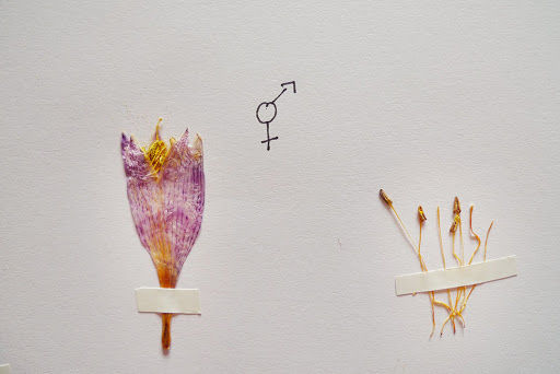 Queer Nature by Celine Baumann - nature is not binary and therefore neither are humans