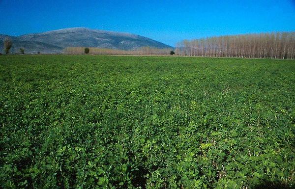 Κωπαίς.10 (2).jpg