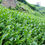 Thumbnail: Roasted Oolong Tea Powder