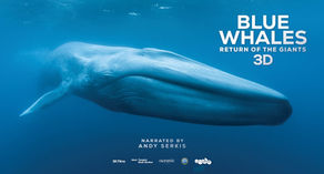 Blue Whales: Return of the Giants