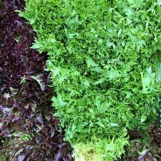 Siebner Fyrobig Märt:
Bio-Salat vom Bio-Landwirtschaftsbetrieb Hornen, Benken