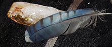 witchcraftz.com // A Blue Jay Feather lays diagonally crossing atop the bottom 1/3 of a Beautiful Freeform Citrine Crystal