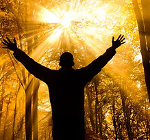 sun thru lite trees.jpg