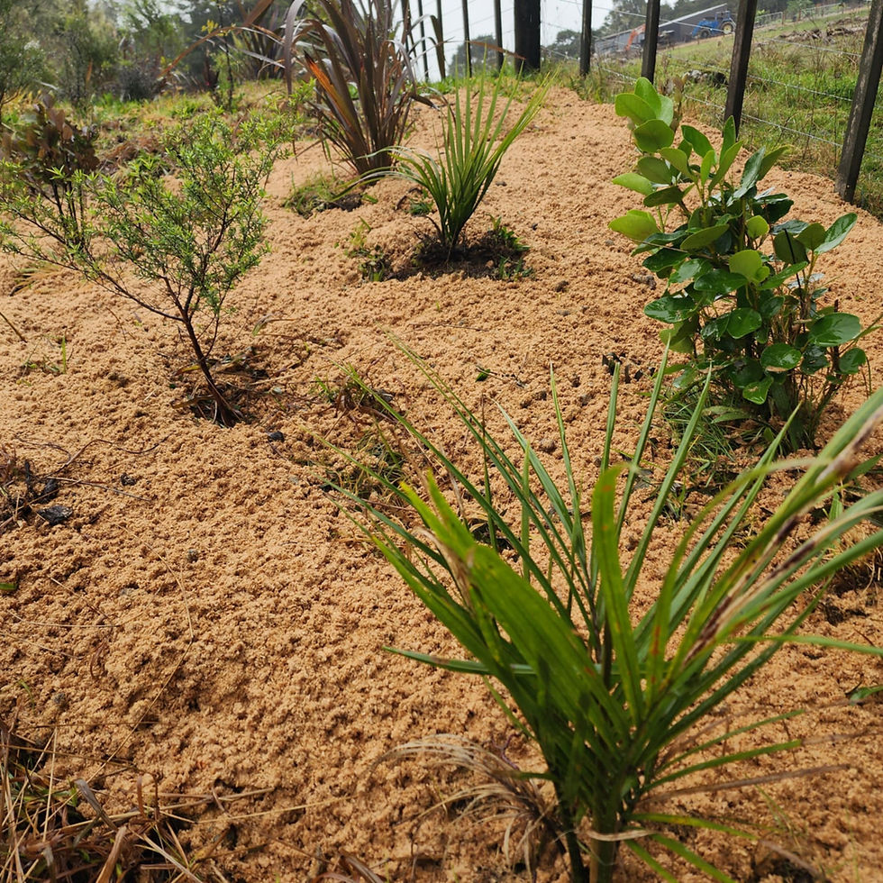 Pine pellet mulch used in our garden, excellent weed suppressant