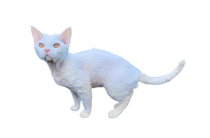 Photoroom-20240628_115825.png