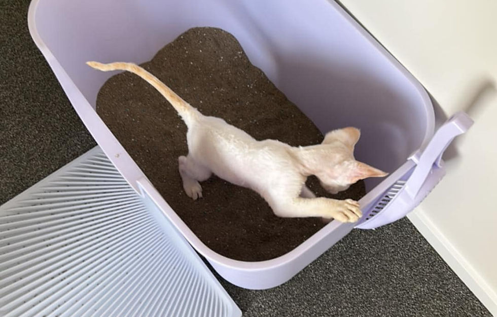 New litter is a treat for a cat's paws! They’ll be sure to use it as soon as you’ve cleaned it!