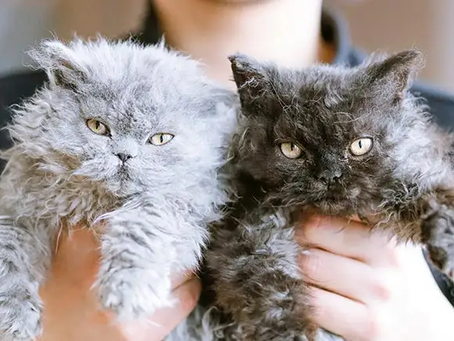 Understanding Selkirk Rex genetics