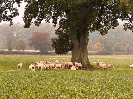 To live like a sheep