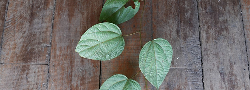 Prochilodus nigricans_edited.jpg