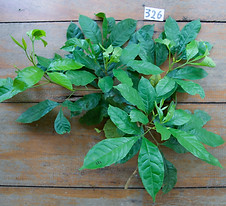 326 Elaeocarpaceae Sloanea guianensis.jpeg