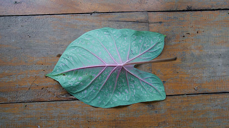 Calladium Bicolor