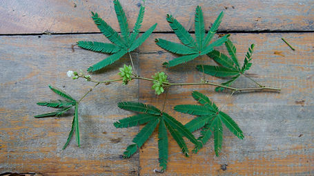 Mimosa Pudica