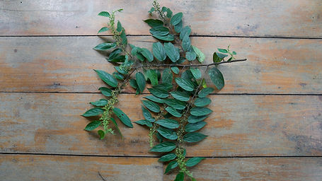 Trema Micrantha