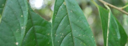 Prochilodus nigricans_edited.jpg