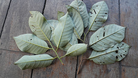 Otoba	Parviflora