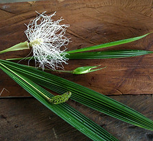 900_Cyclanthaceae_Q_Yacu_Lisan_Photo_Swanson.jpg