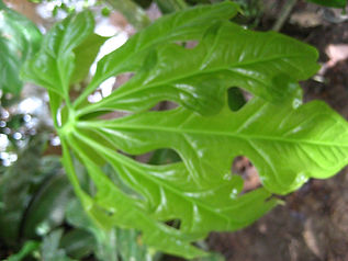 Anthurium_13_Photo_Swanson (1).jpg