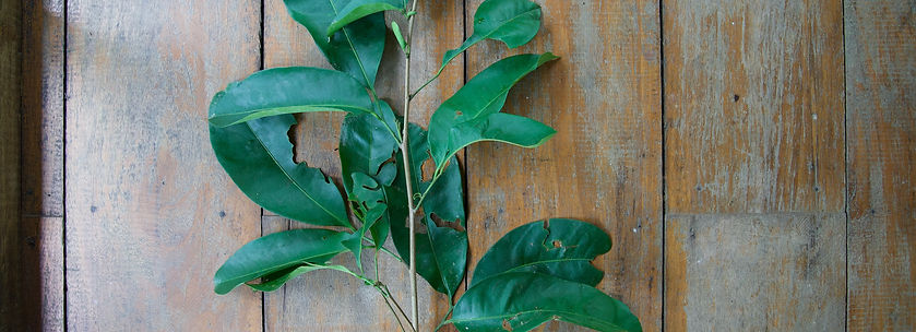 Prochilodus nigricans_edited.jpg