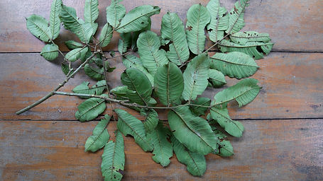 Ormosia Alborea