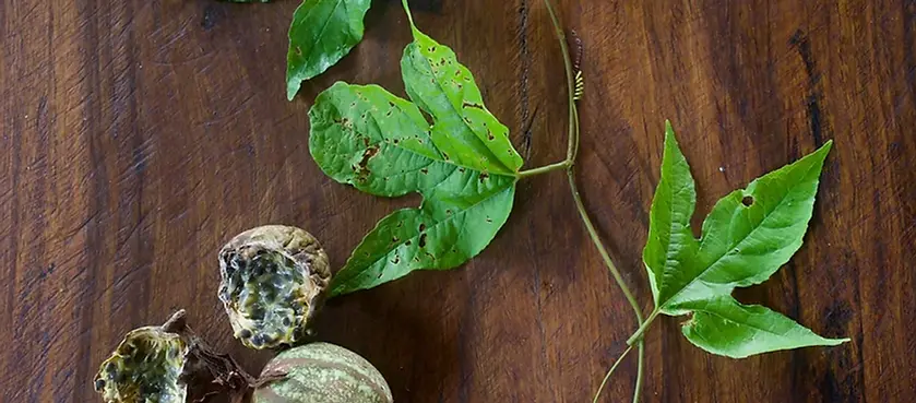 Phlebodium decumanum