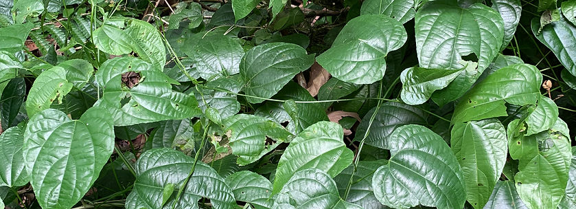 Prochilodus nigricans_edited.jpg