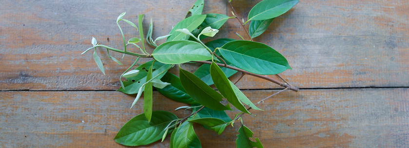 Prochilodus nigricans_edited.jpg