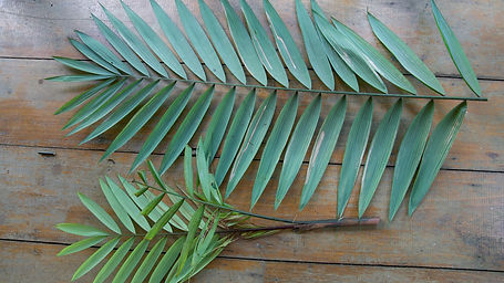 Oenocarpus Mapora