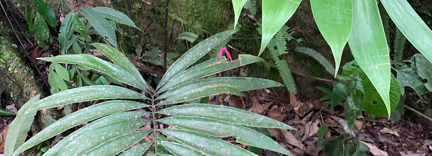 Prochilodus nigricans_edited.jpg