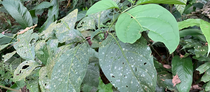 Phlebodium decumanum