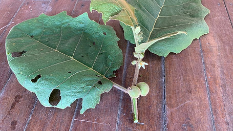 Solanum Quitoensis